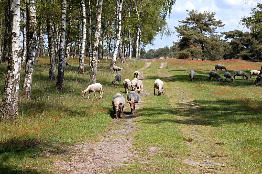 kalmhoutese heide hei hdr natuurgebied natuur landschap natuurpark natuurreservaat wandelen heidegebied bossen vennen